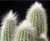 Cactus or succulent plant