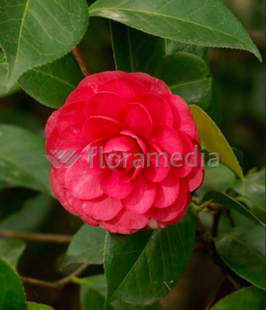 Camellia japonica 'Eugenia de Montijo' - Camelia
