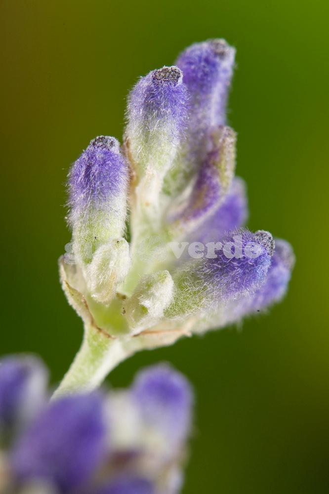Lavandula angustifolia Dwarf Blue - Lavanda inglesa