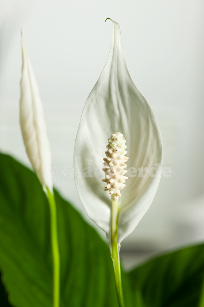 Spathiphyllum Wallasii - Espatifilio, Bandera blanca