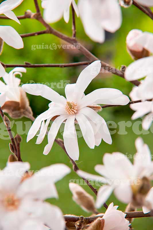 Magnolia stellata - Magnolia estrellada