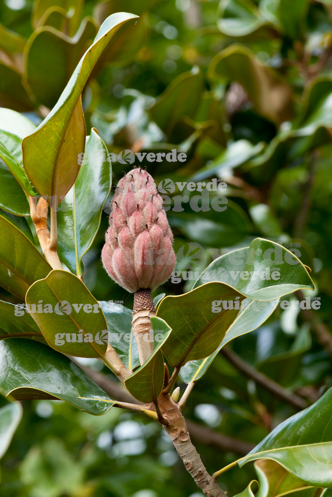 Magnolia grandiflora - Magnolia, magnolio