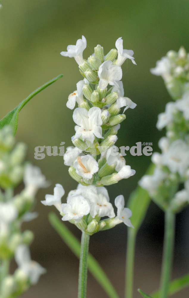 Lavandula angustifolia 'Ellagance Snow' - Lavanda blanca