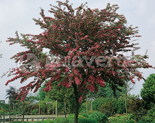 Crataegus laevigata paul s scarlet фото