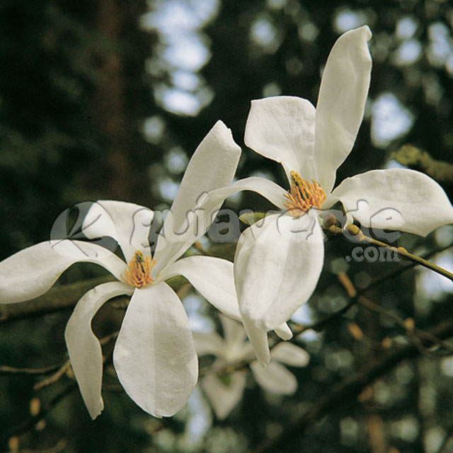 Magnolia kobus - Magnolio
