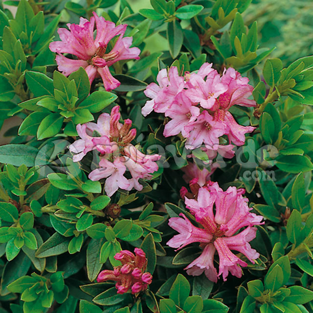 Rhododendron ferrugineum - Rosa de los Alpes, Rododendro