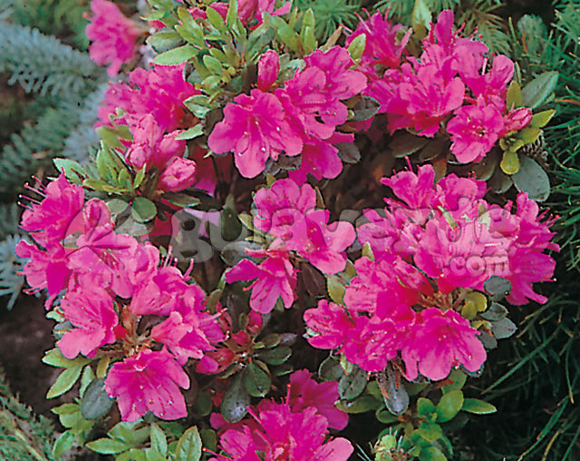 Rhododendron japonicum 'Amoena' - Azalea japonesa 'Amoena'