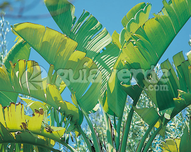 Strelitzia alba, Strelitzia augusta - Estrelitzia blanca, Ave del Paraíso  blanca, Ave del paraíso del Cabo