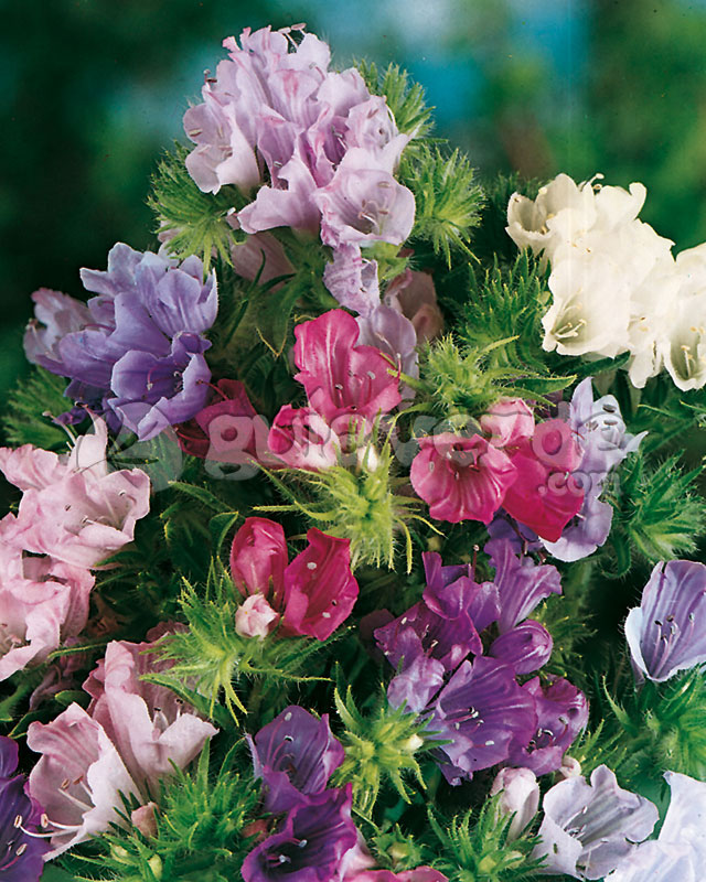 Echium Plantagineum Viborera 1225