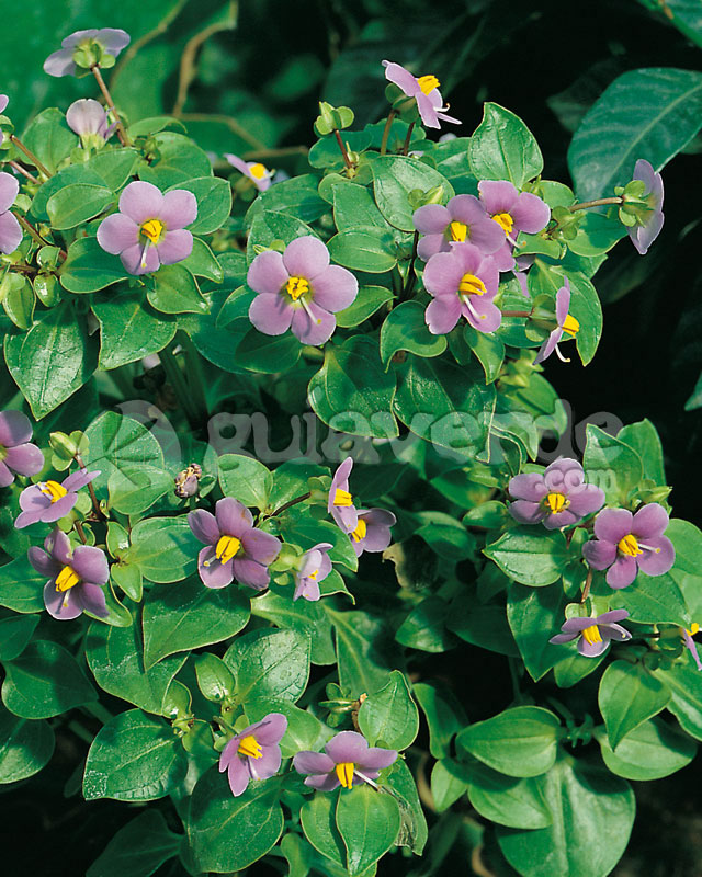 Exacum affine - Violeta persa