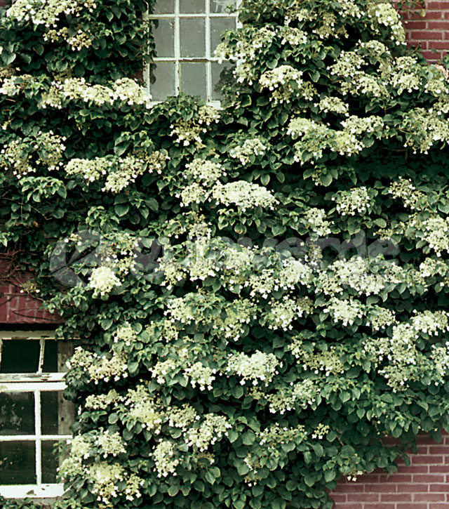 Hydrangea petiolaris - Hortensia trepadora