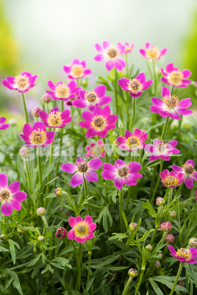 Anemone multifida - Anémone, anémona multifida