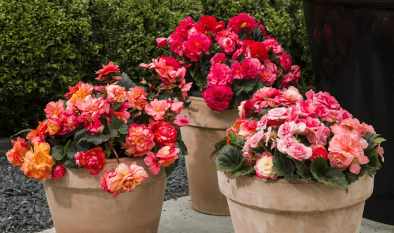 Begonia Limitless >Syngenta Flowers” style=”width:100%”><figcaption style=